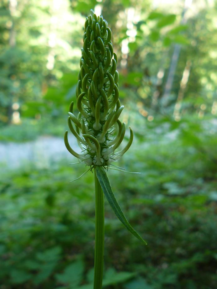 Phyteuma spicatum / Raponzolo giallo